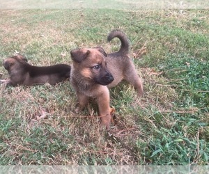 Medium German Shepherd Dog