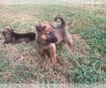 Puppy Bruno German Shepherd Dog