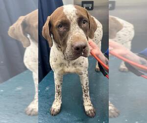 Medium German Shorthaired Pointer Mix