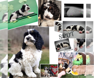 Poodle (Miniature)-Saint Berdoodle Mix Puppy for Sale in MILLVILLE, Minnesota USA