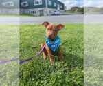 Small #22 American Pit Bull Terrier-Staffordshire Bull Terrier Mix