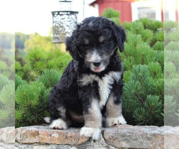Medium Photo #6 Miniature Australian Shepherd-Poodle (Standard) Mix Puppy For Sale in BLAIN, PA, USA