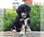 Small Photo #6 Miniature Australian Shepherd-Poodle (Standard) Mix Puppy For Sale in BLAIN, PA, USA