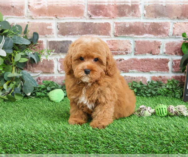 Medium Photo #7 Cavapoo (Miniature) Puppy For Sale in SYRACUSE, IN, USA
