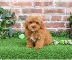 Small #6 Cavapoo (Miniature)