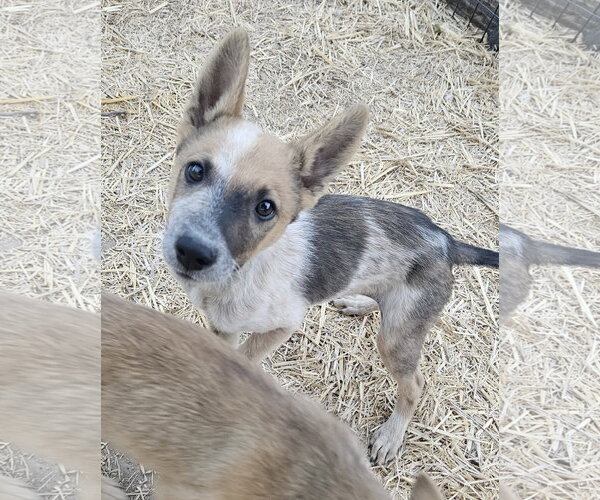Medium Photo #1 Mutt Puppy For Sale in Sandy, UT, USA