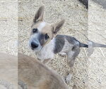 Sgetti - Female Mutt Dog for Adoption - Small photo