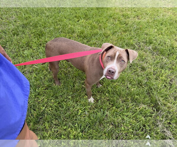 Medium Photo #1 American Staffordshire Terrier-Unknown Mix Puppy For Sale in Oakhurst, NJ, USA