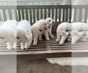 Great Pyrenees Puppy for Sale in GILBERT, South Carolina USA