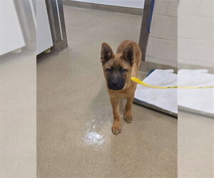 Chow Chow-German Shepherd Dog Mix Dogs for adoption in Santa Maria, CA, USA