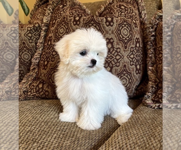 Medium Photo #6 Mal-Shi Puppy For Sale in NOBLESVILLE, IN, USA