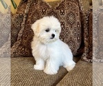 Teddy - Male Mal-Shi Puppy for Sale - Photo #6