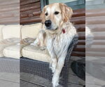 Small #2 Golden Retriever
