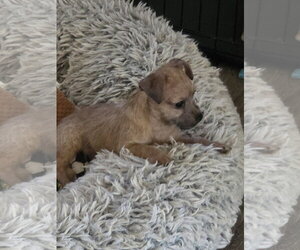 June Bug - Female Mutt Dog for Adoption - Photo #2