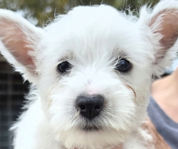 Medium Photo #1 West Highland White Terrier Puppy For Sale in PITTSBURG, KS, USA