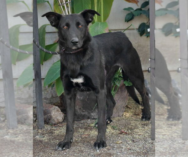 Medium Photo #4 Border Collie-Unknown Mix Puppy For Sale in Lake Forest, CA, USA