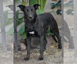 Small #3 Border Collie Mix