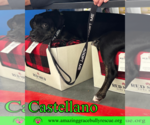 Small #15 Rottweiler-American Pit Bull Terrier