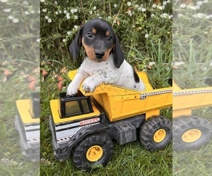 Dachshund Puppy for sale in MIDDLEBURY, IN, USA