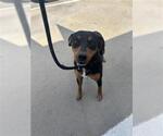 Small Labrador Retriever Mix