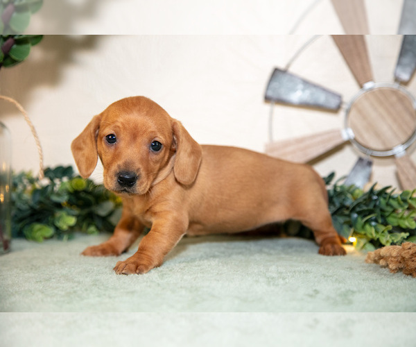 Medium Photo #14 Dachshund Puppy For Sale in NAPPANEE, IN, USA