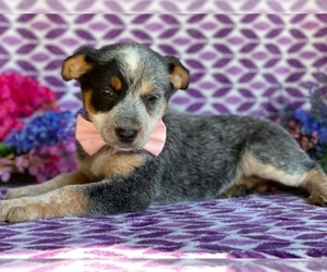 Australian Cattle Dog Puppy for sale in LANCASTER, PA, USA
