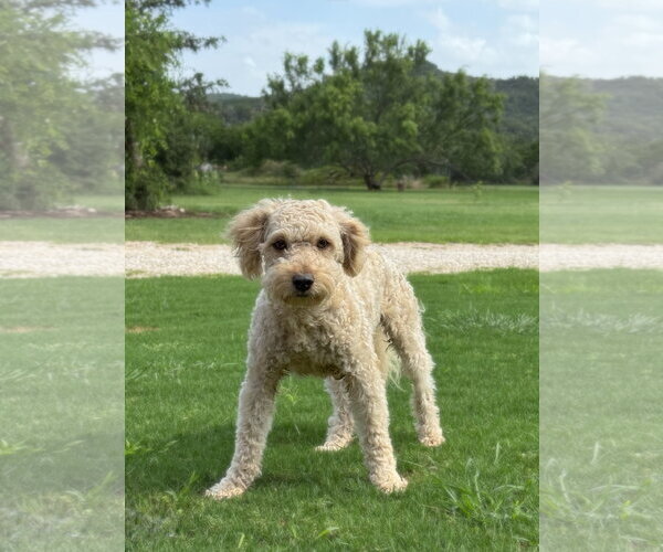 Medium Photo #7 Mutt Puppy For Sale in PIPE CREEK, TX, USA