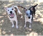Small #4 Staffordshire Bull Terrier Mix