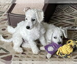 Small #11 Bichon Frise