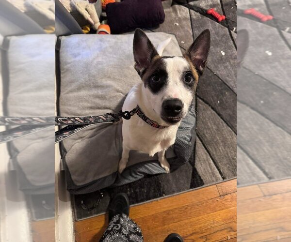 Medium Photo #4  Puppy For Sale in , 