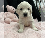Small Photo #2 English Cream Golden Retriever Puppy For Sale in PINEHURST, TX, USA