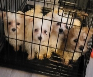 Silkese-YorkiePoo Mix Puppy for sale in SAINT PAUL, MN, USA