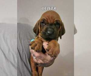 Redbone Coonhound Puppy for sale in RAINIER, OR, USA