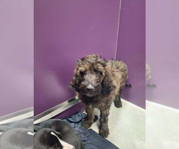 Medium Photo #2 Mutt Puppy For Sale in Candler, NC, USA