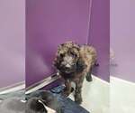 Small #1 Mutt