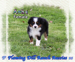 Puppy Asha Miniature Australian Shepherd