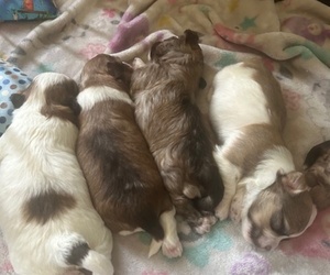 Havanese Litter for sale in ADA, MI, USA