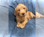 Small Photo #5 Goldendoodle Puppy For Sale in SCOTTSDALE, AZ, USA