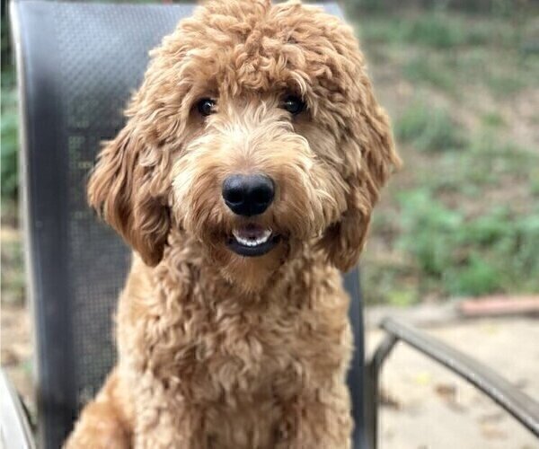 Medium Photo #1 Golden Mountain Doodle  Puppy For Sale in FORT SMITH, AR, USA