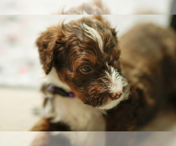 Medium Photo #14 Bernedoodle Puppy For Sale in ELDRIDGE, IA, USA