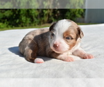 Small #5 Miniature Australian Shepherd