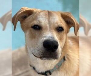 Labrador Retriever-Unknown Mix Dogs for adoption in Canton, CT, USA