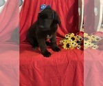 Small #1 Newfoundland