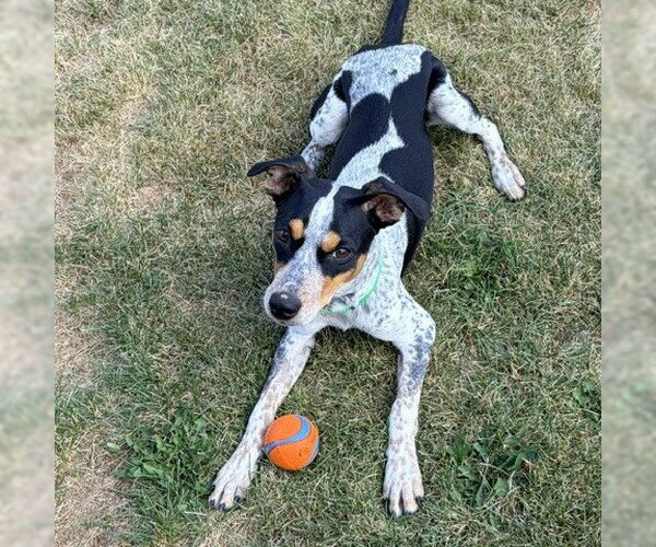 Medium Photo #2 Mutt Puppy For Sale in Fargo, ND, USA