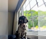 Small #5 Cocker Spaniel