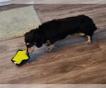 Small #8 Dachshund