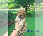 Small Photo #1 Goldendoodle-Poodle (Standard) Mix Puppy For Sale in PINEVILLE, LA, USA