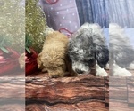 Small Photo #31 Aussiedoodle Puppy For Sale in COMMERCE, MI, USA