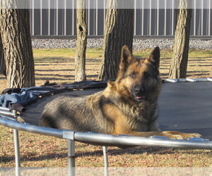 Mother of the Gerberian Shepsky puppies born on 05/01/2026
