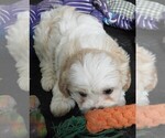 Small #5 Cavapoo